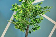 1_green-royale182